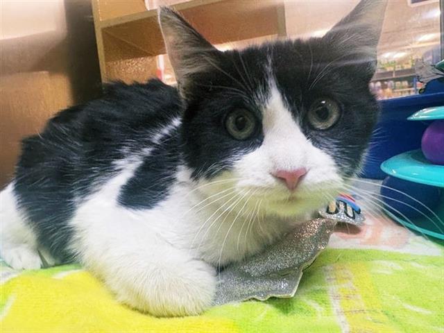 adoptable Cat in Saint Louis, MO named ARTEMIS