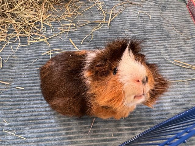 adoptable Guinea Pig in Saint Louis, MO named JOHNNY
