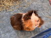 adoptable Guinea Pig in  named JOHNNY