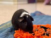 adoptable Guinea Pig in  named VALENTINO