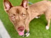 adoptable Dog in  named INDY