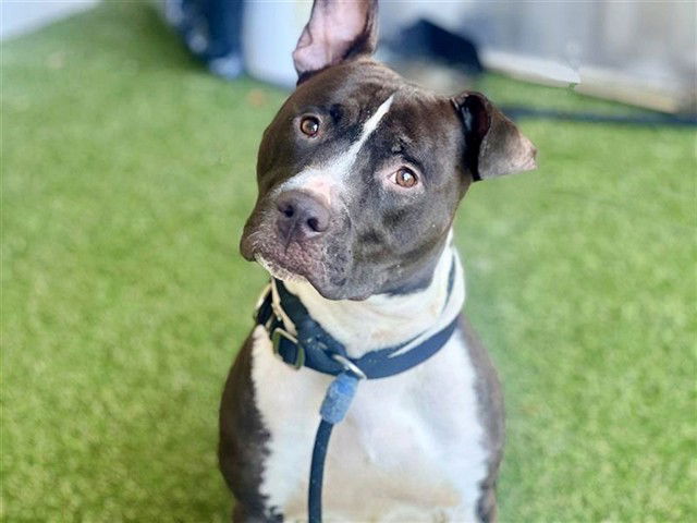 adoptable Dog in Saint Louis, MO named BEEF
