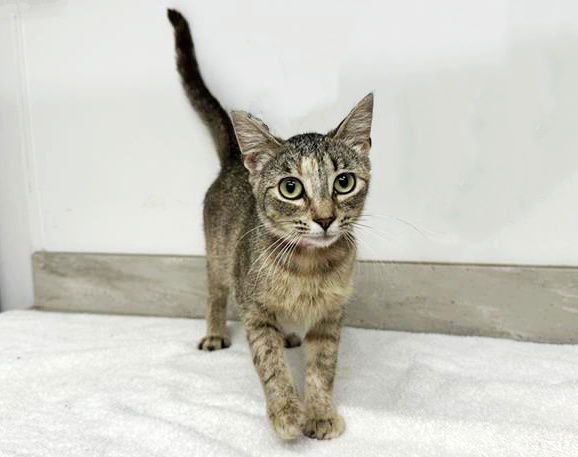 adoptable Cat in Saint Louis, MO named ANNABELLE