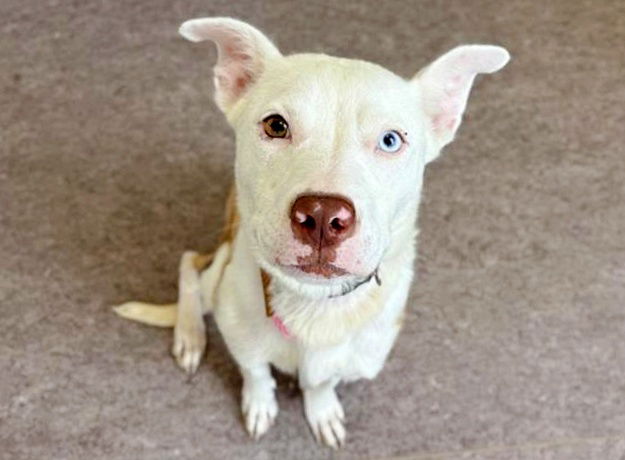 adoptable Dog in Saint Louis, MO named DAPHNE