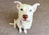 adoptable Dog in  named DAPHNE