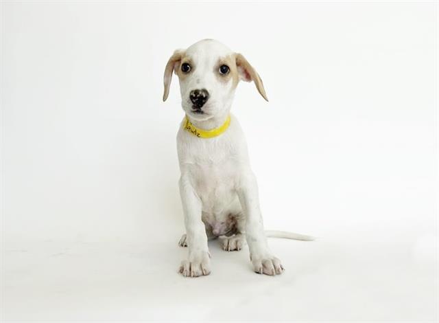 adoptable Dog in Saint Louis, MO named SPUDS