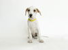 adoptable Dog in  named SPUDS