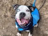adoptable Dog in  named PRINCE