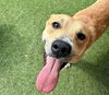 adoptable Dog in  named HOUDINI