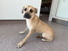 adoptable Dog in  named SAM