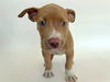 adoptable Dog in  named TOFU