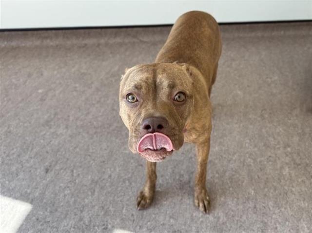 adoptable Dog in Saint Louis, MO named MALU