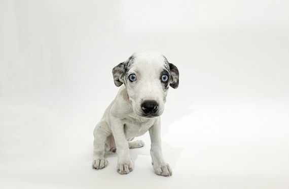 adoptable Dog in Saint Louis, MO named ELODIE