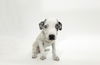 adoptable Dog in  named ELODIE