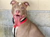 adoptable Dog in  named JACKFRUIT