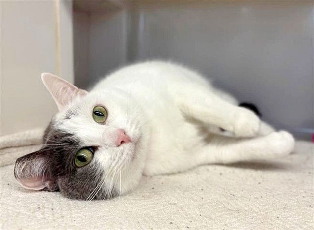 adoptable Cat in Saint Louis, MO named ANNIE