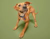 adoptable Dog in  named FRANCIS