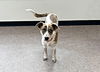 adoptable Dog in  named LOLA