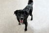 adoptable Dog in  named YARNY