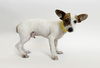 adoptable Dog in  named ROBOT
