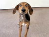 adoptable Dog in  named SALEM