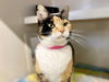adoptable Cat in  named SWEETIE