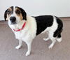 adoptable Dog in  named JASPER