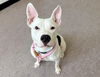adoptable Dog in  named SPUDS MCKENZIE