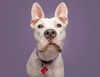 adoptable Dog in  named SPUDS MCKENZIE