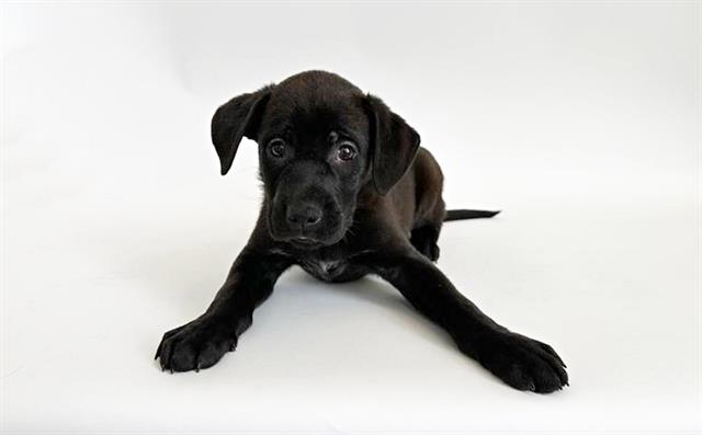 adoptable Dog in Saint Louis, MO named MONKEY