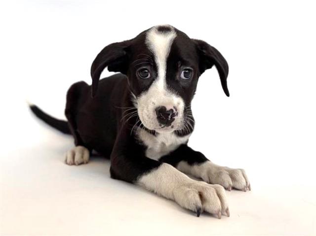 adoptable Dog in Saint Louis, MO named MATILDA