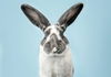 adoptable Rabbit in  named MICK