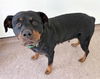 adoptable Dog in  named SHEBA