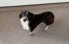 adoptable Dog in ,  named BAILEY MAMA