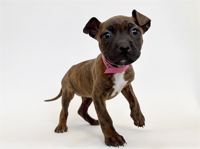 adoptable Dog in Saint Louis, MO named STARRY