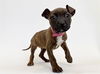 adoptable Dog in  named STARRY