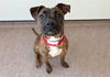 adoptable Dog in  named STARRY