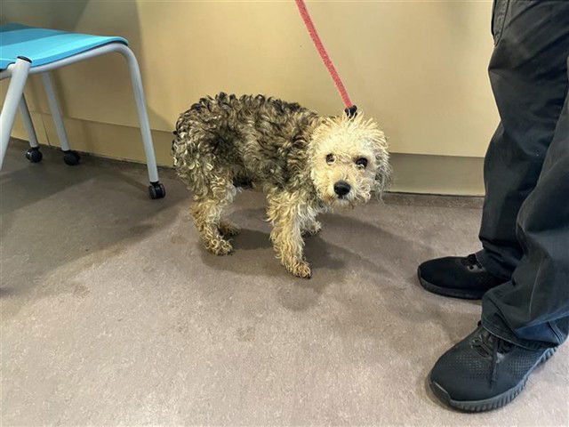 adoptable Dog in Saint Louis, MO named MUSKRAT