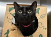 adoptable Cat in  named LITTLE BIT
