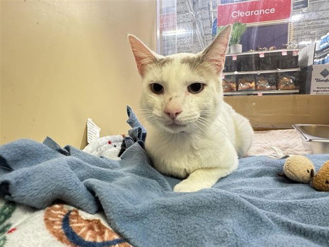 adoptable Cat in Saint Louis, MO named FAVOR