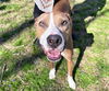 adoptable Dog in  named DASH