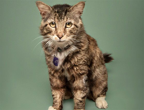 adoptable Cat in Saint Louis, MO named BLINKY