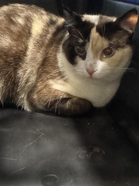 adoptable Cat in Saint Louis, MO named BINGO