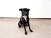 adoptable Dog in  named TUCKER