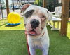 adoptable Dog in  named PETEY
