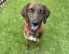 adoptable Dog in  named CINNAMON