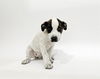 adoptable Dog in  named ELYSIA
