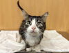 adoptable Cat in  named MORTY