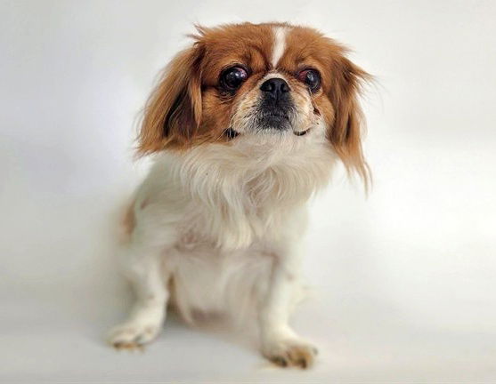 adoptable Dog in Saint Louis, MO named CHARLEY