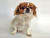 adoptable Dog in  named CHARLEY